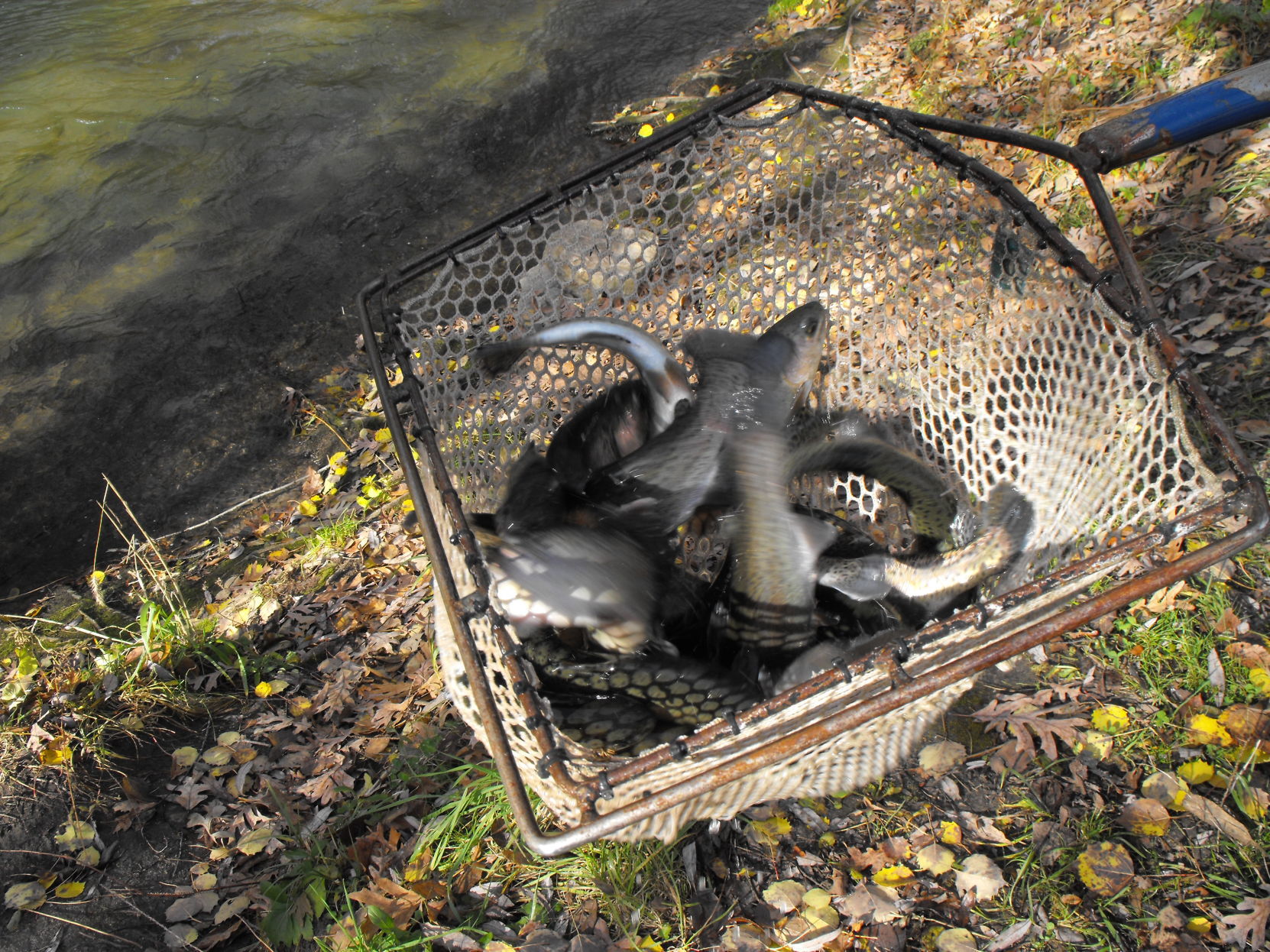 Trout stocking 2